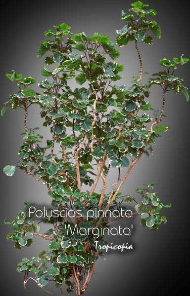Aralia - Polyscias pinnata Marginata - Aralia de Balfour panaché, Aralia Balfouriana - Variegated Balfour aralia,  Aralia Balfouriana